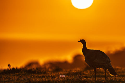 Wild Turkey silhouetted against a glowing orange sunrise sky