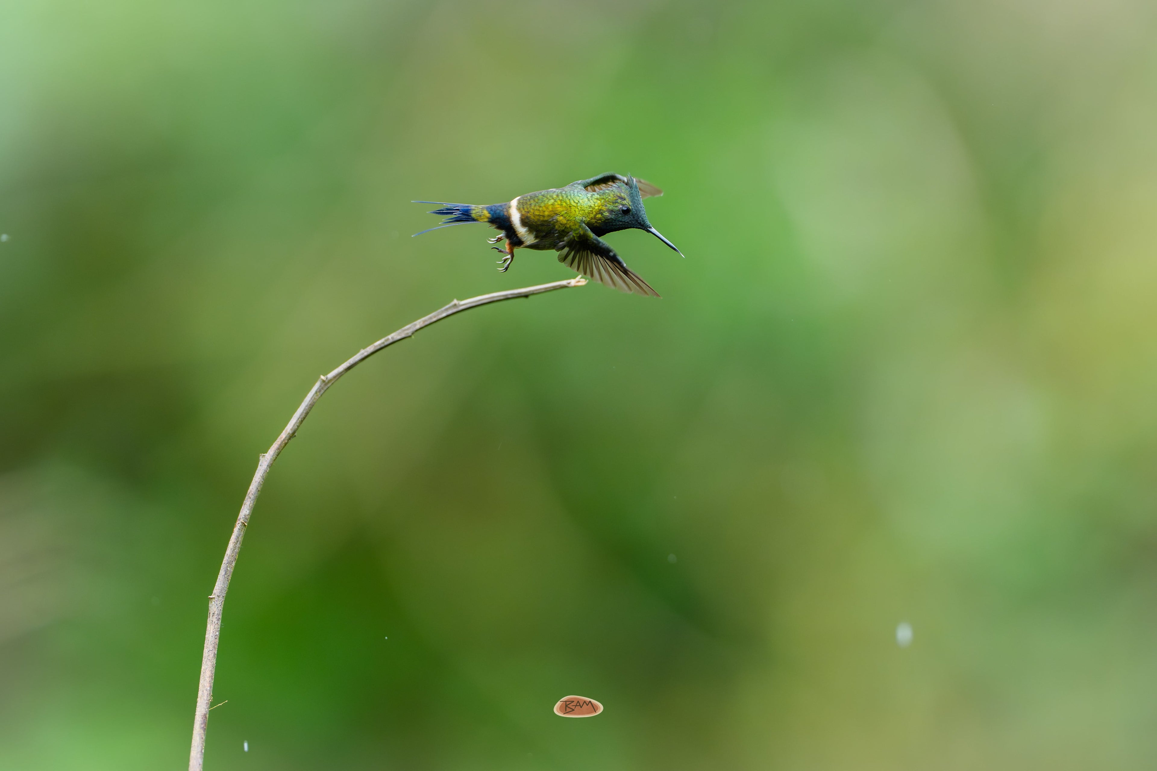 Wire Crested Thorntail in flight near a slender curved twig