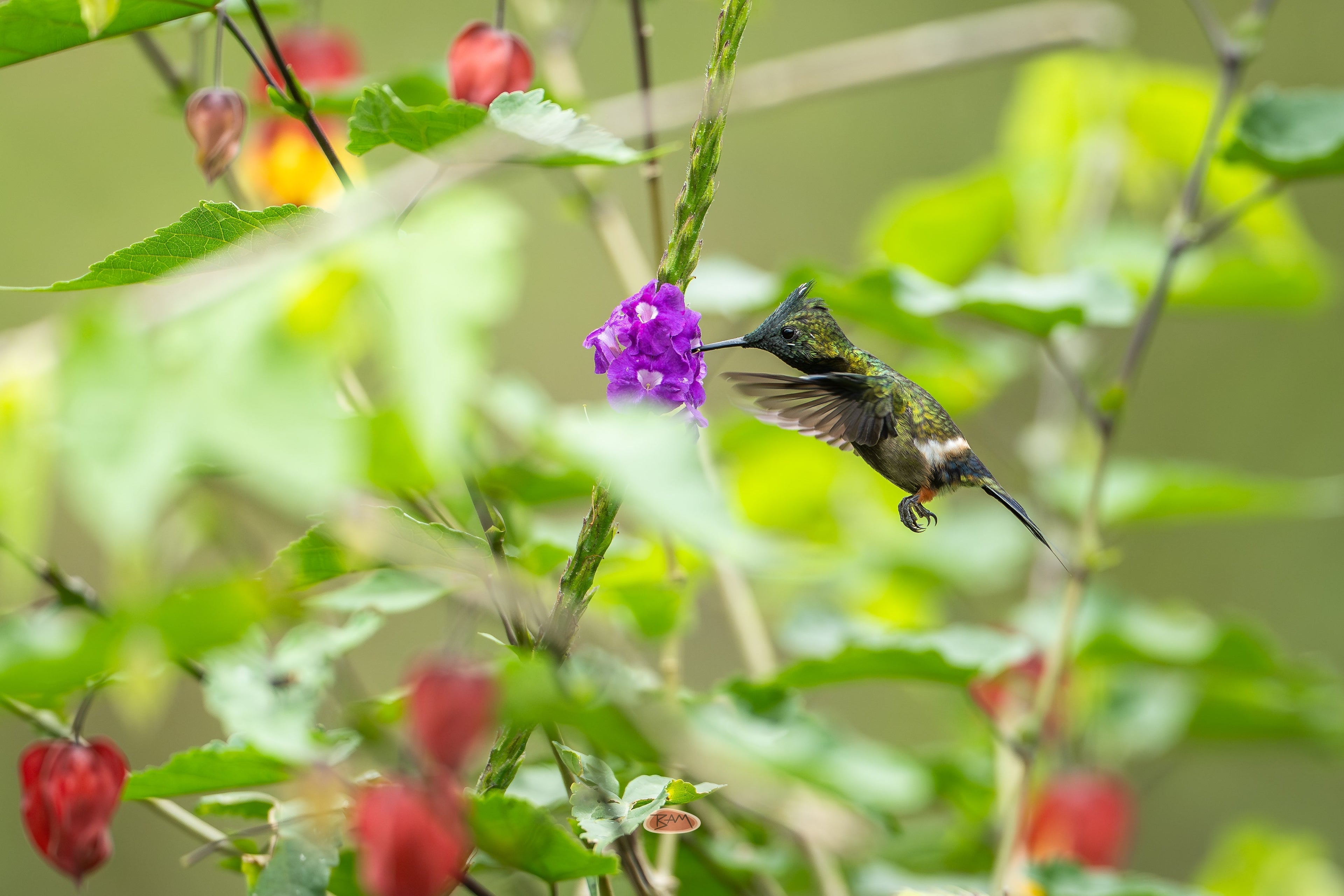 Wire Crested Thorntail drinking from a purple porterweed flower midair