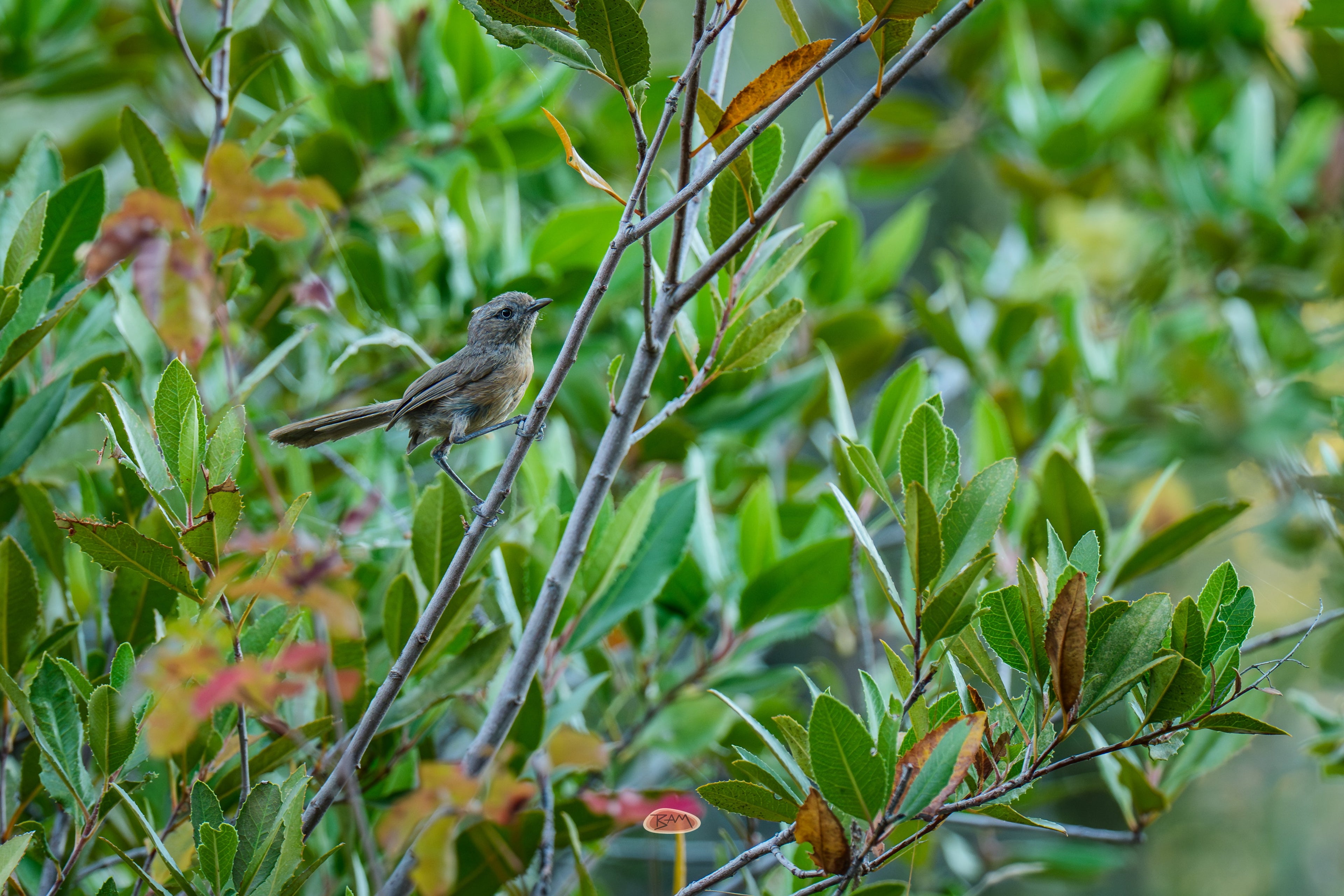 Wrentit with a long cocked tail perched on a bare branch amid green shrub leaves