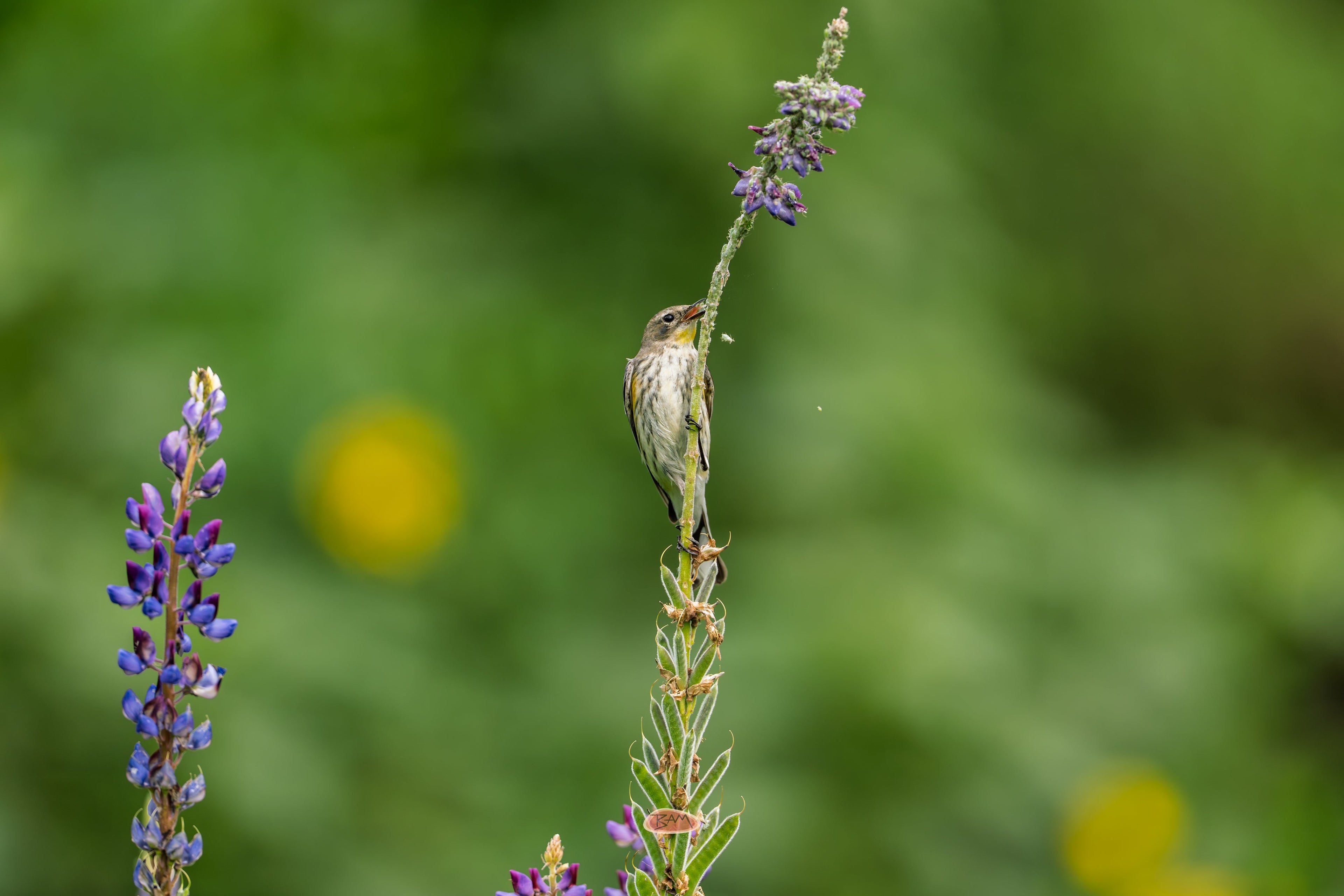 Yellow Rumped Warbler clinging to a flower stalk near purple lupine