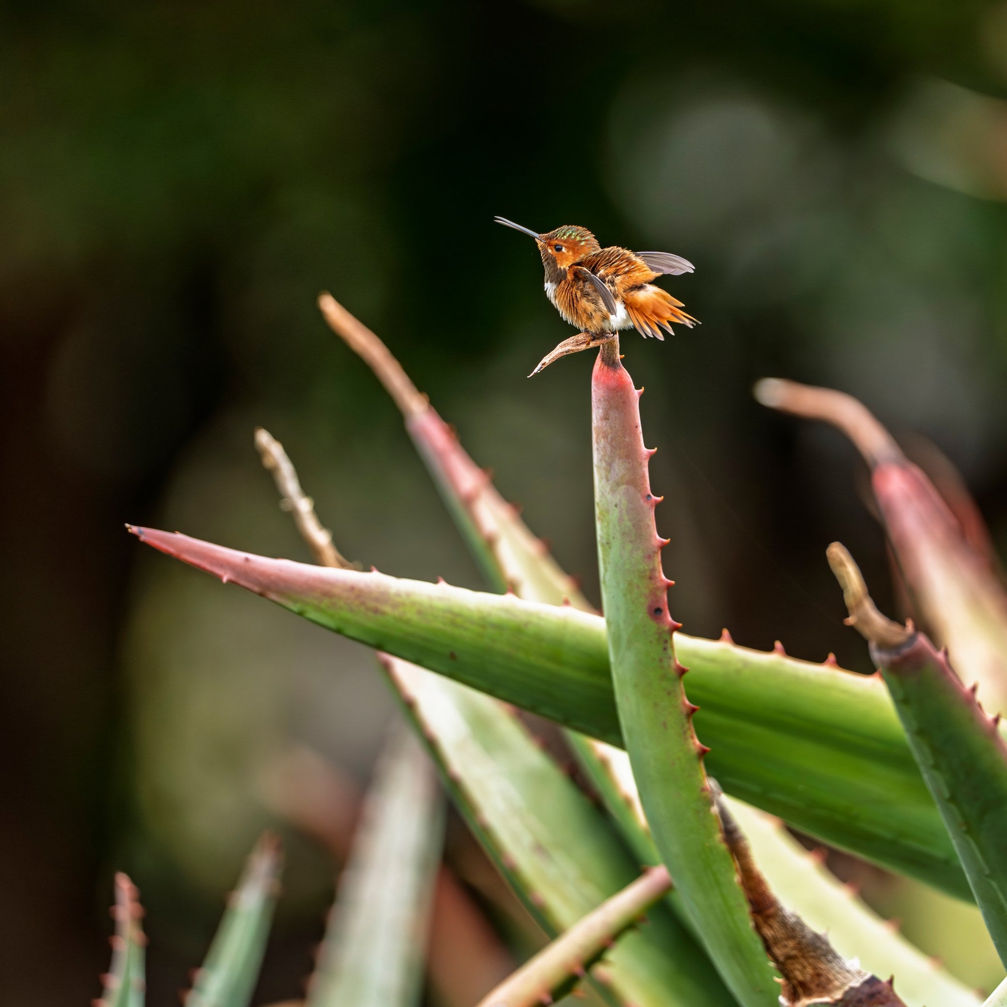 sl-allens-hummingbird-01