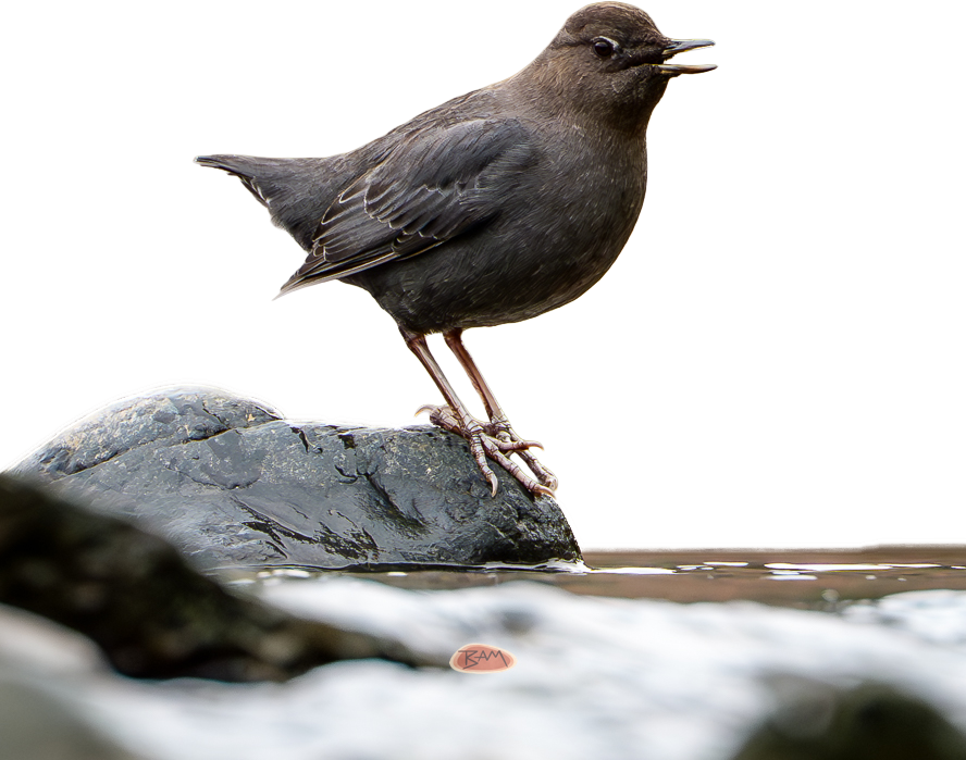 A wild AMERICAN DIPPER appeared!