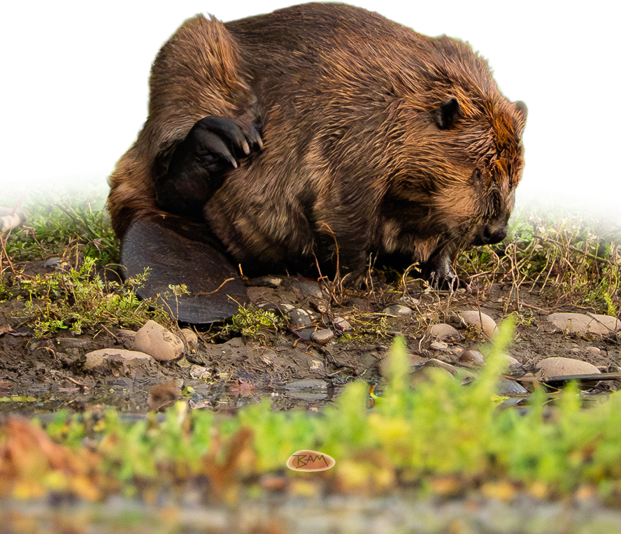 A wild AMERICAN BEAVER appeared!