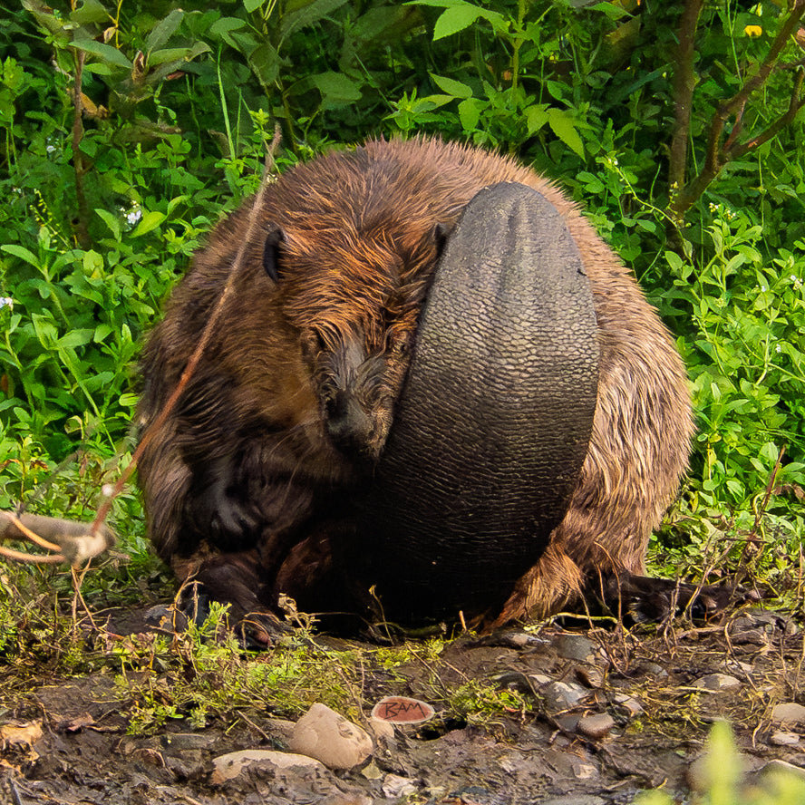 A wild AMERICAN BEAVER appeared!