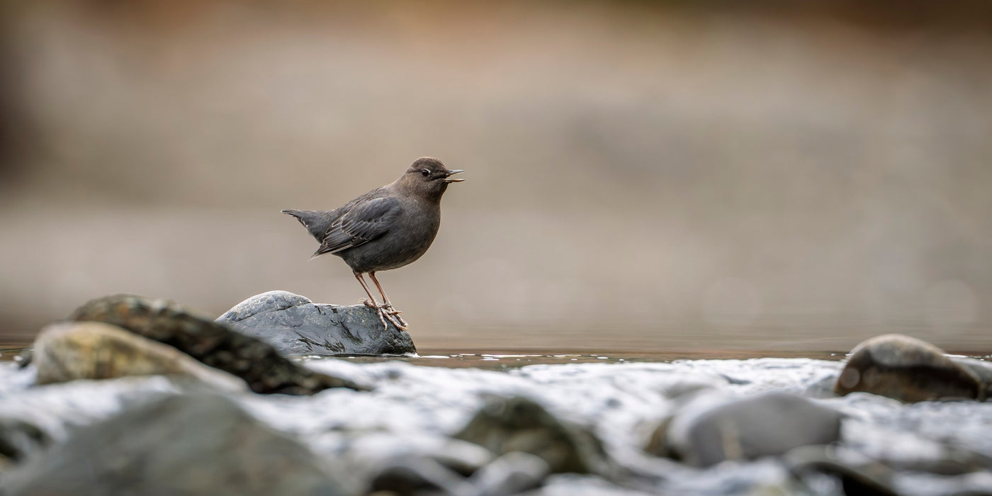 American Dipper 02