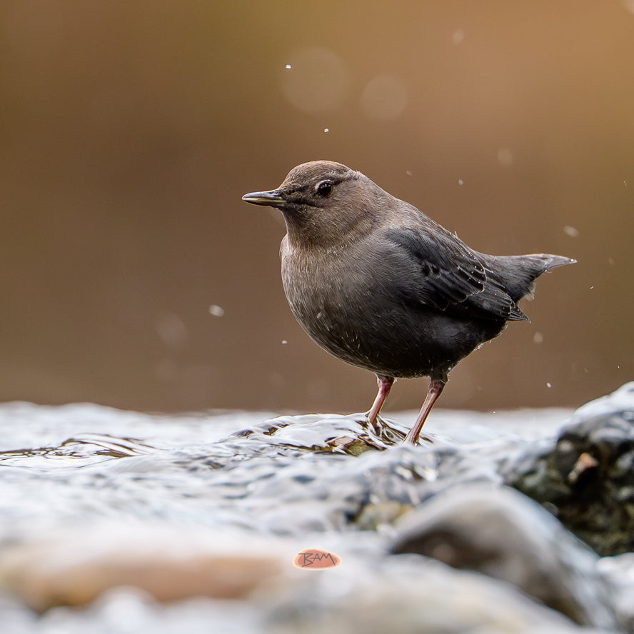 A wild AMERICAN DIPPER appeared!