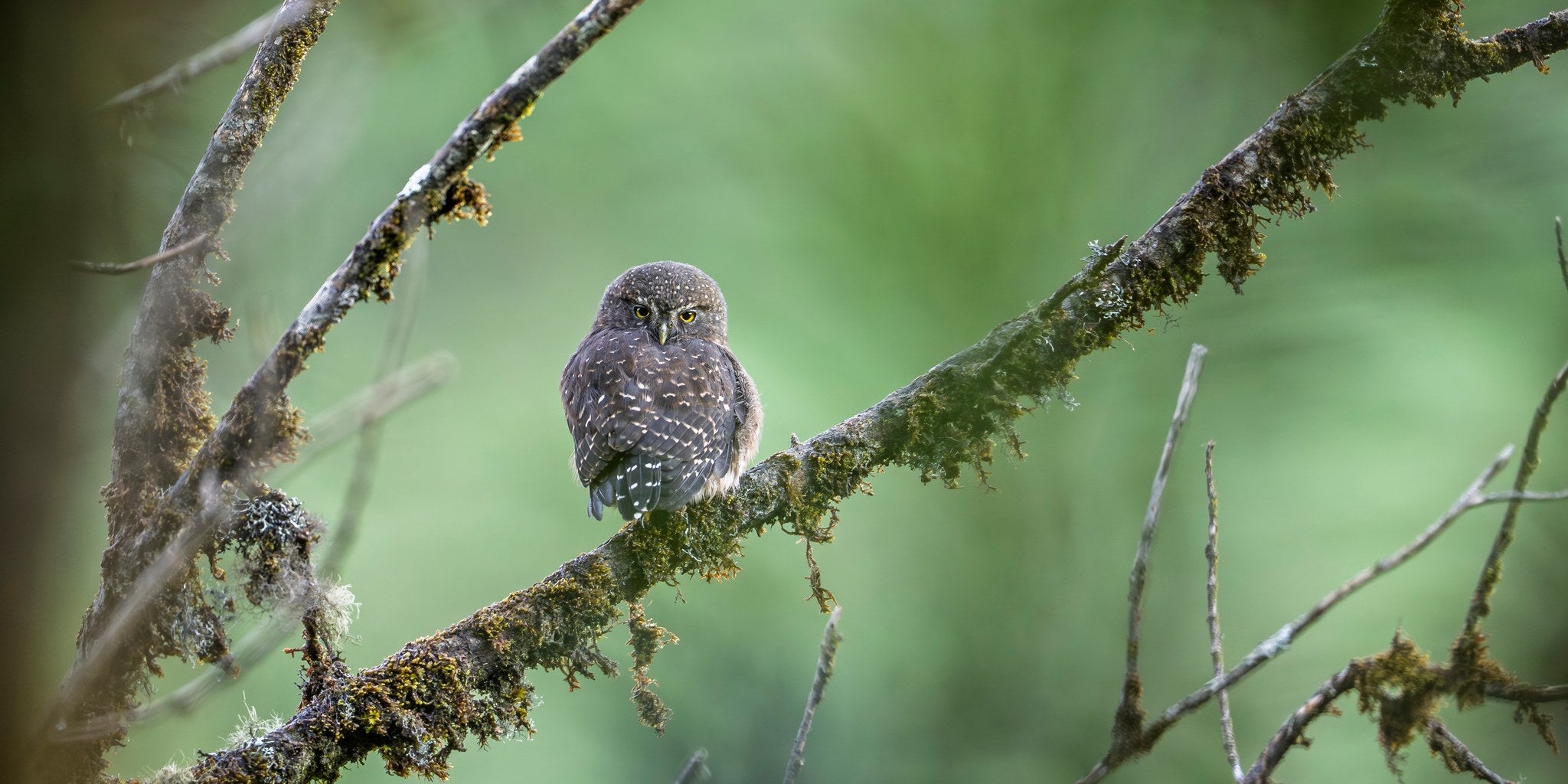 hs-andean-pygmy-owl-01