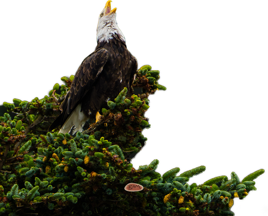 A wild BALD EAGLE appeared!