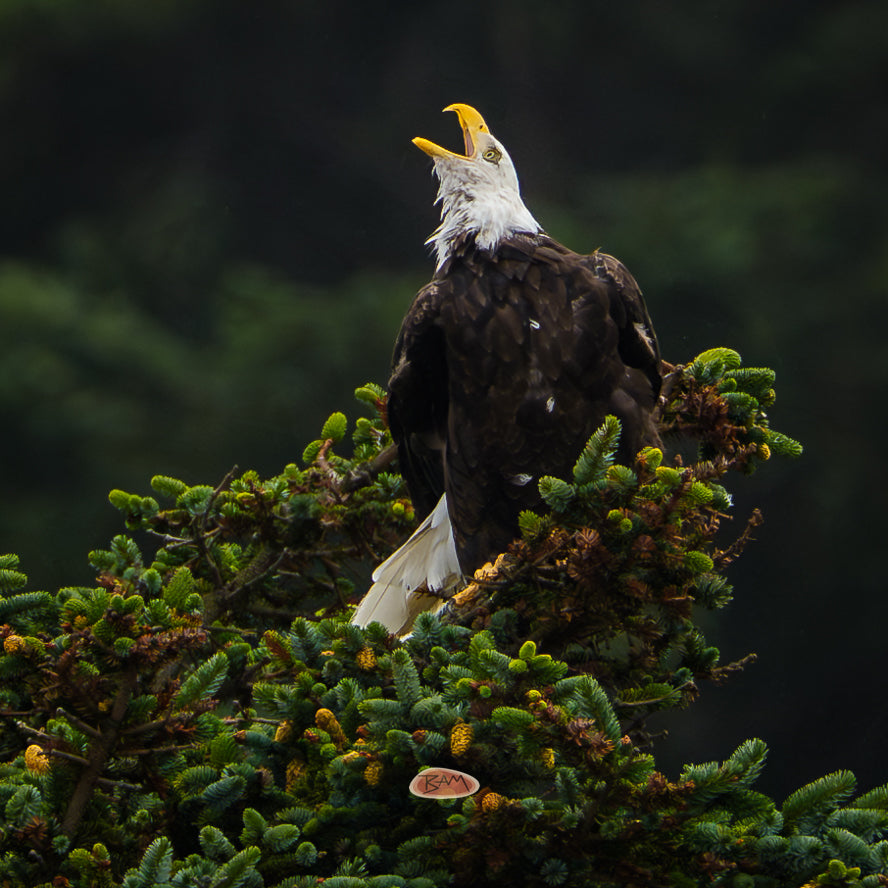 A wild BALD EAGLE appeared!