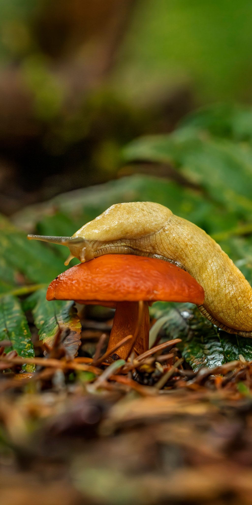 Banana Slug 06