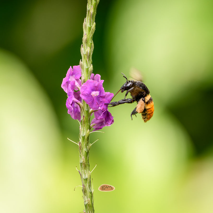 A wild BUMBLEBEE appeared!