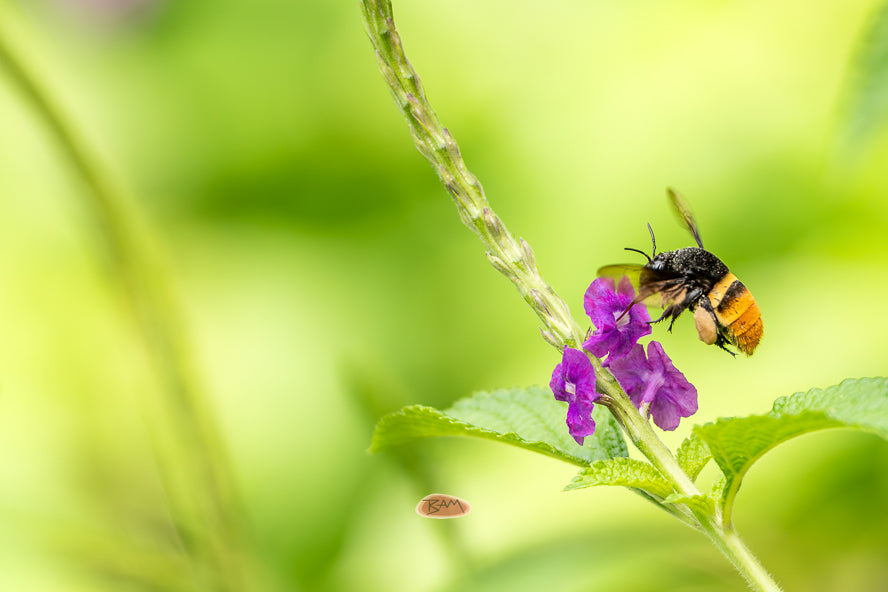 Bee
