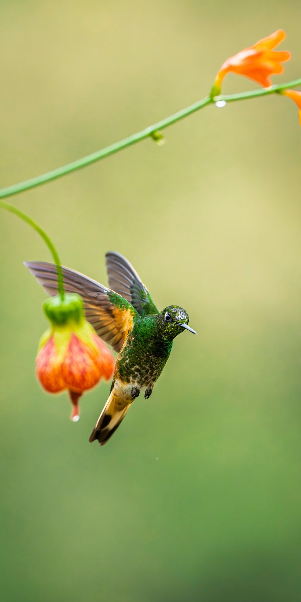 Buff Tailed Coronet 01
