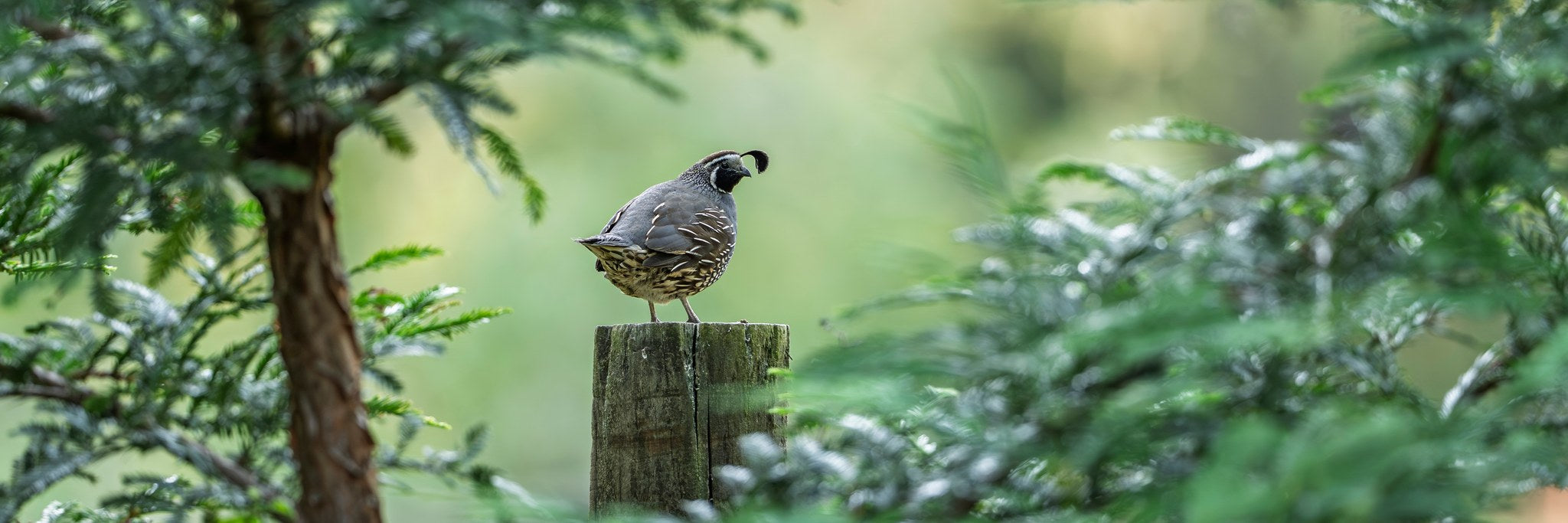 hm-california-quail-05