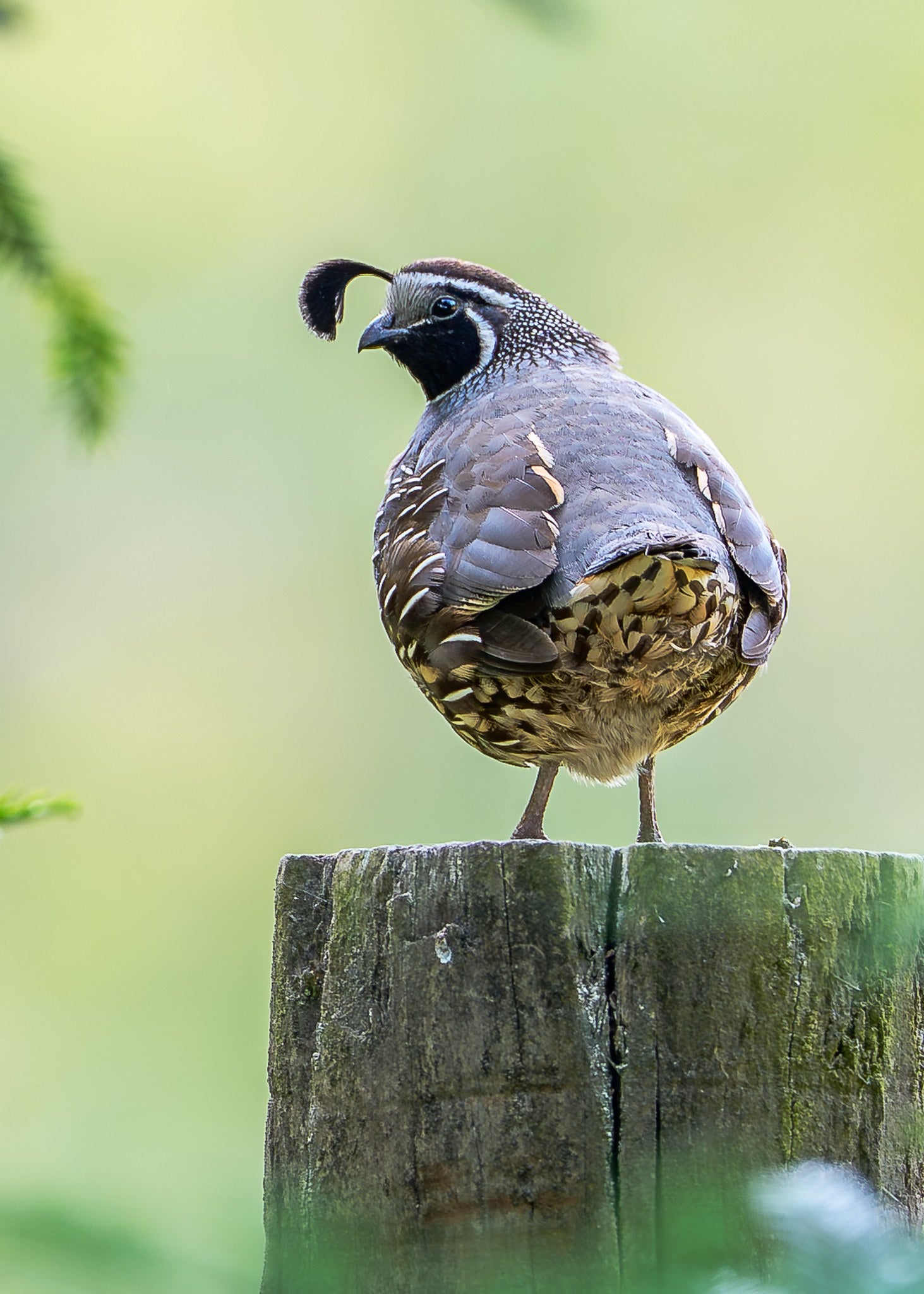California Quail 06