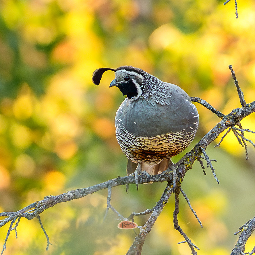 A wild CALIFORNIA QUAIL appeared!