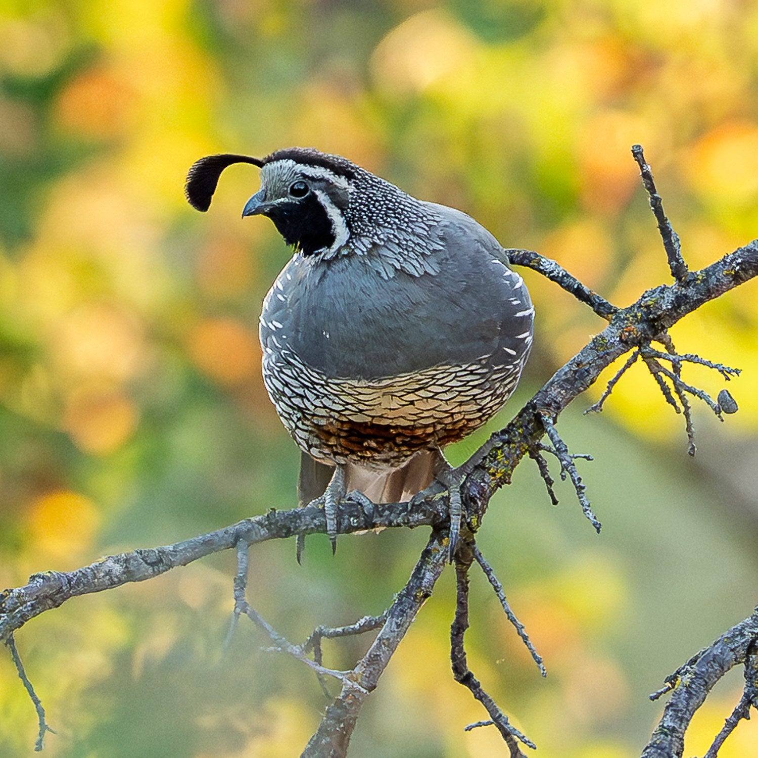 st-california-quail-07