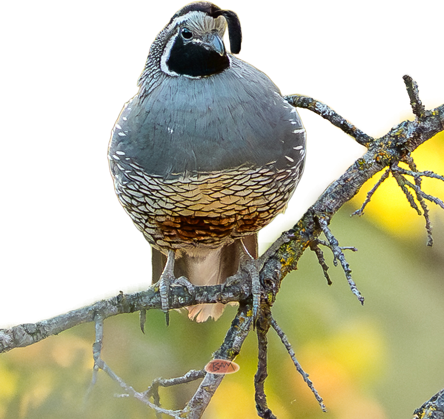 A wild CALIFORNIA QUAIL appeared!