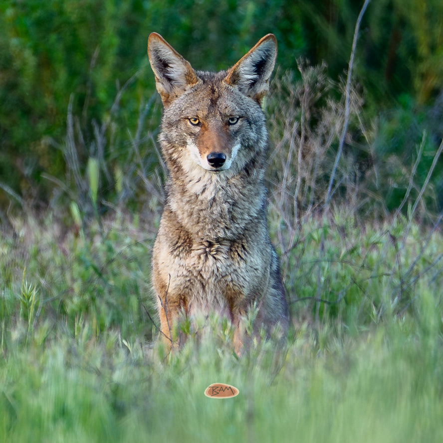 A wild COYOTE appeared!