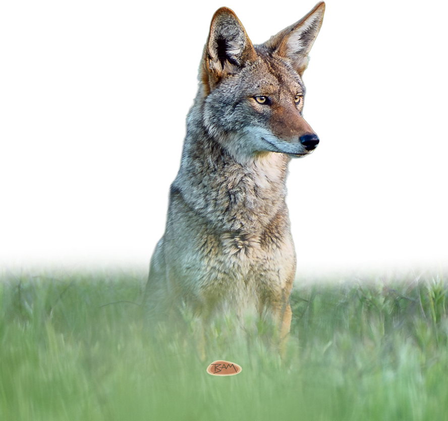 A wild COYOTE appeared!