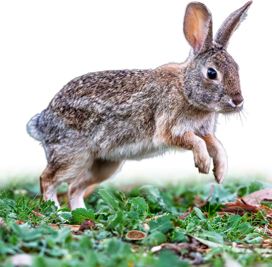 A wild DESERT COTTONTAIL appeared!