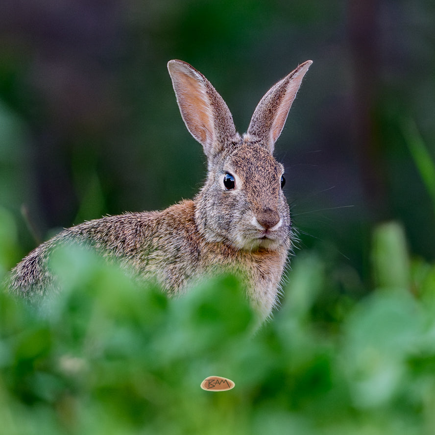 A wild DESERT COTTONTAIL appeared!