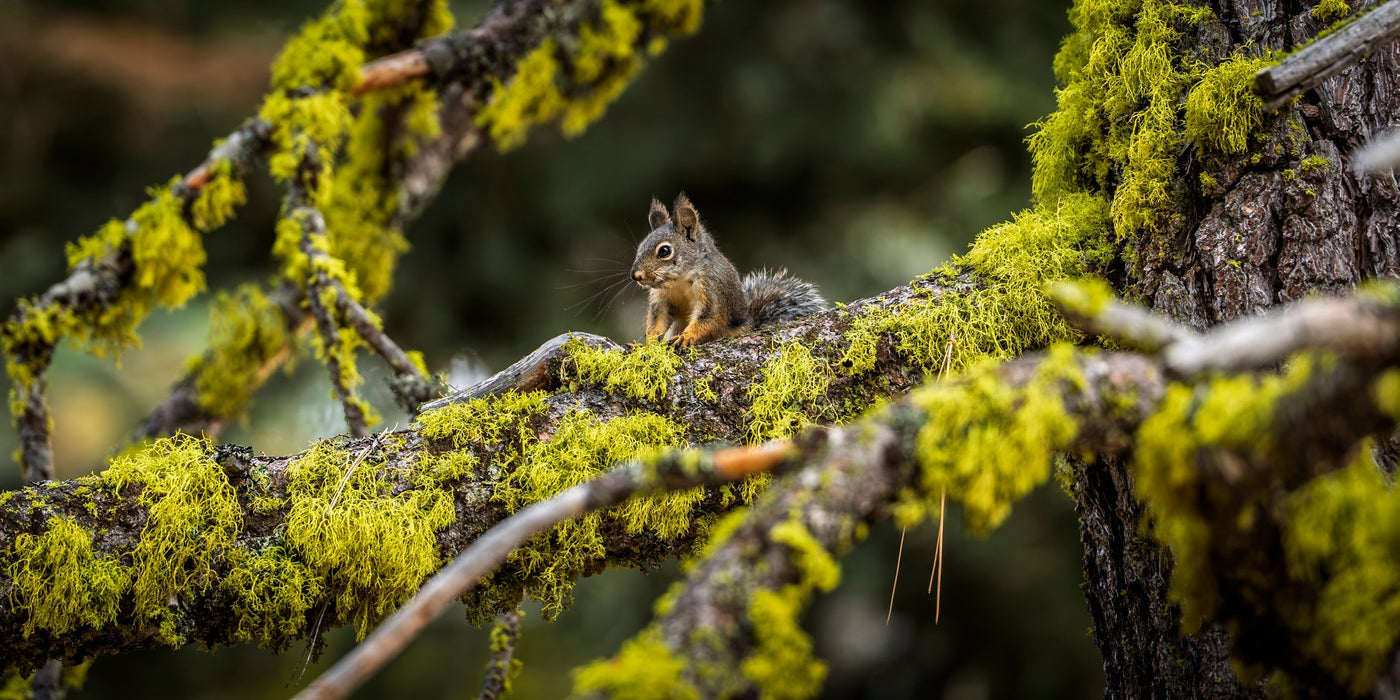 Douglas Squirrel 01