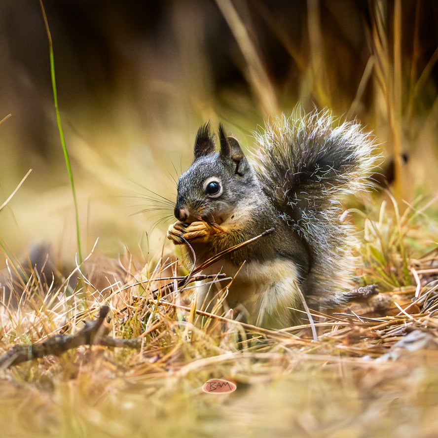 A wild DOUGLAS' SQUIRREL appeared!