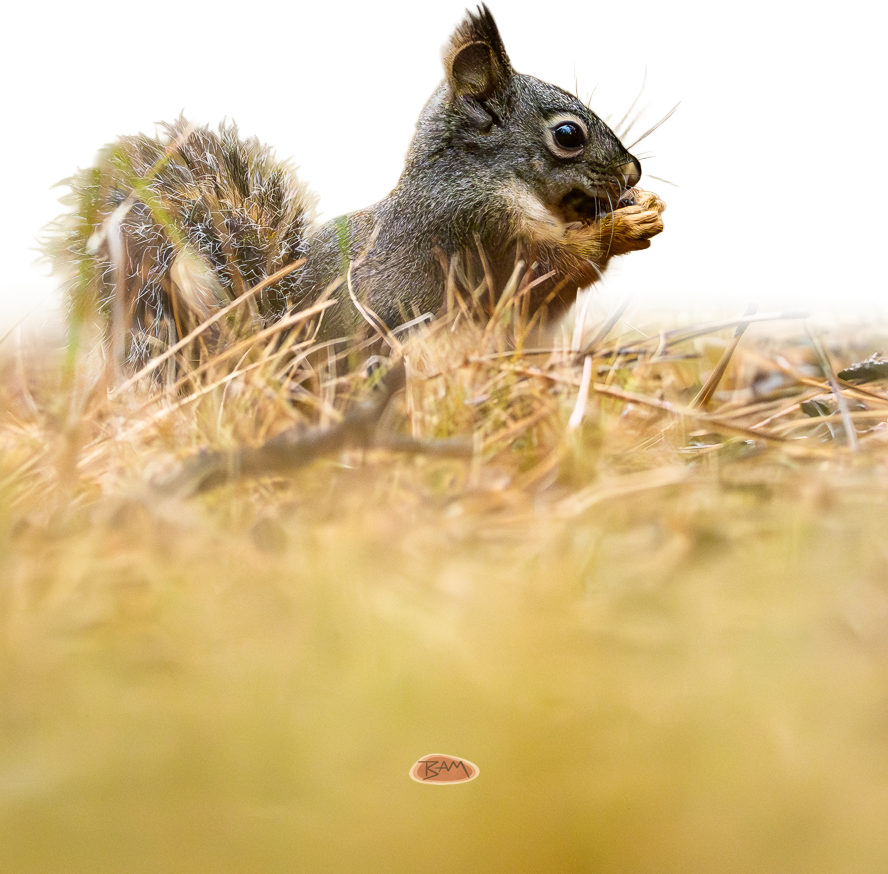 A wild DOUGLAS' SQUIRREL appeared!