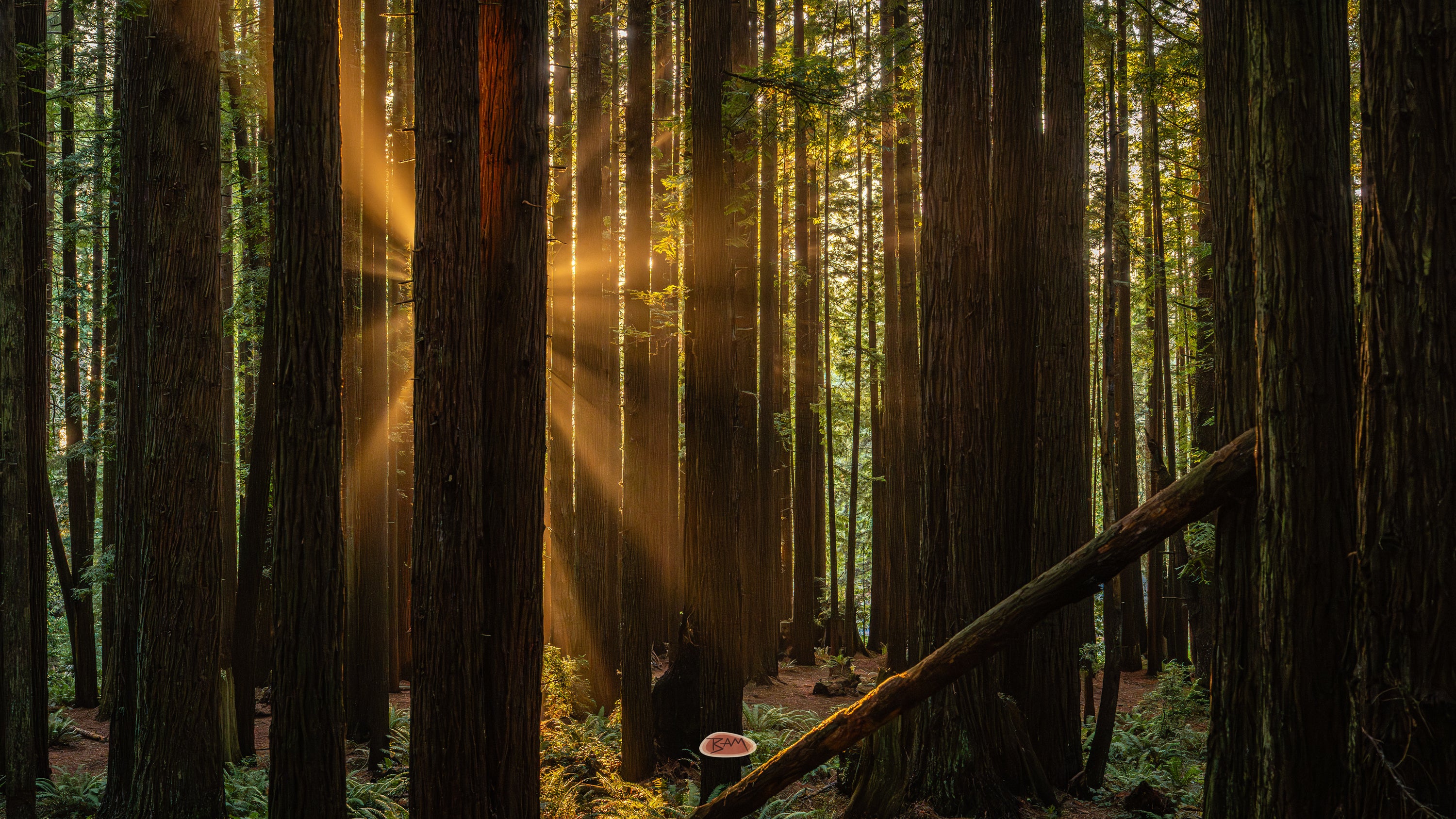 Sunbeams breaking through towering redwood trunks above a fern covered forest floor