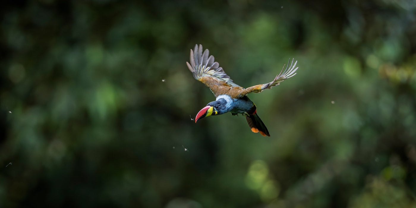 Gray Breasted Mountain Toucan 01