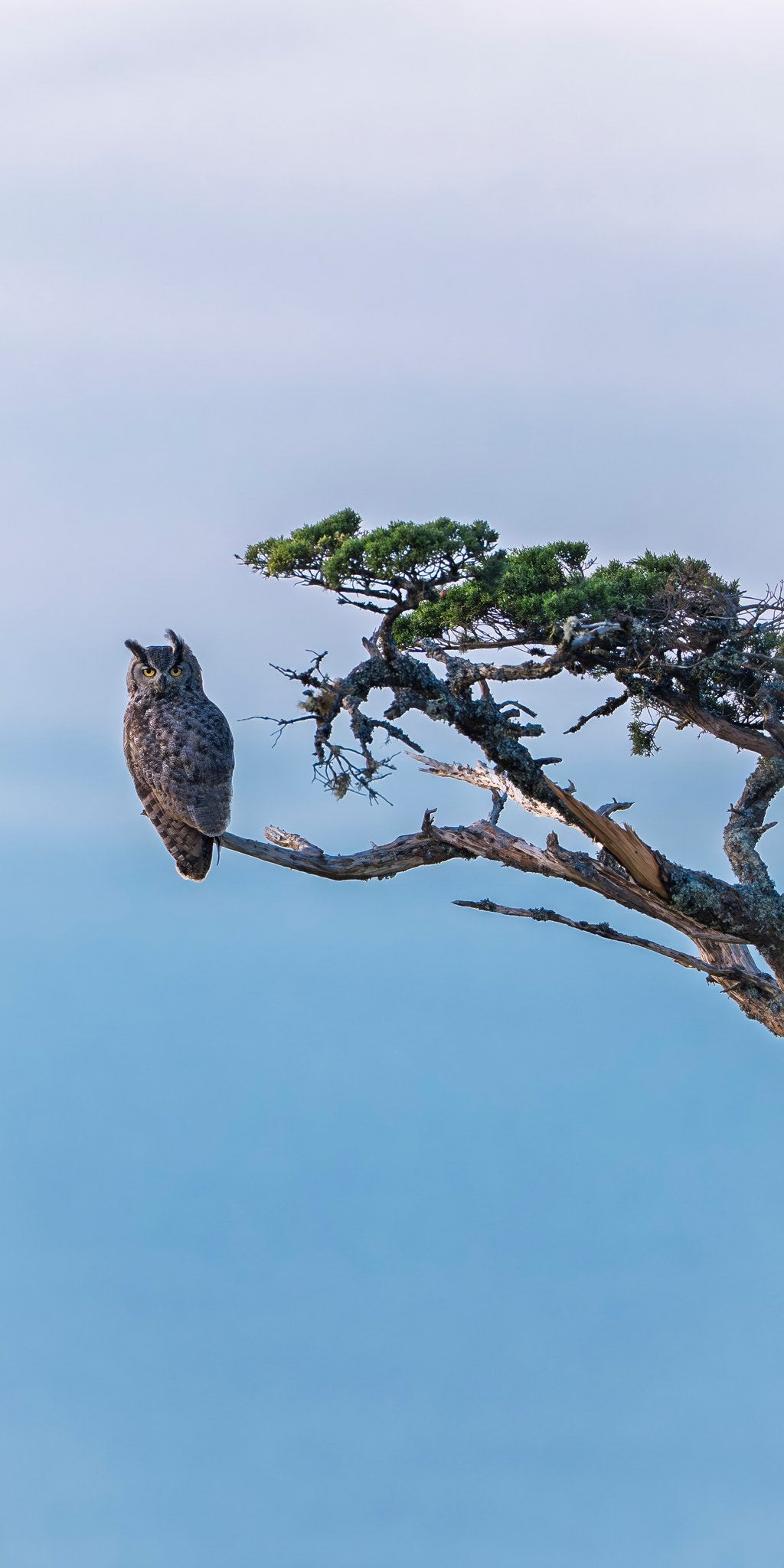 Great Horned Owl 01