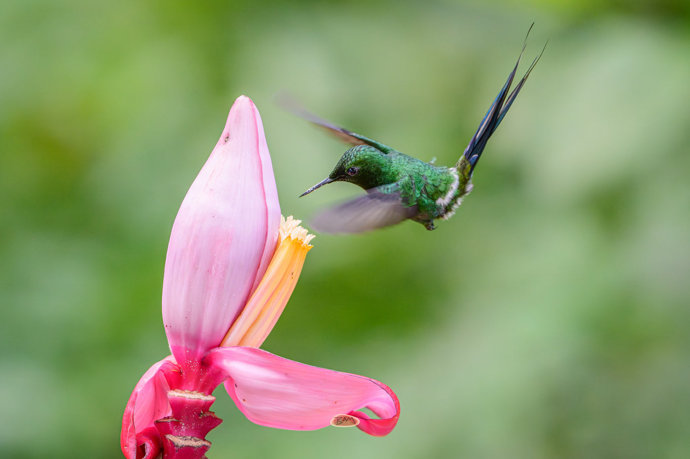 A Green Thorntail hummingbird feeding at a pink banana flower