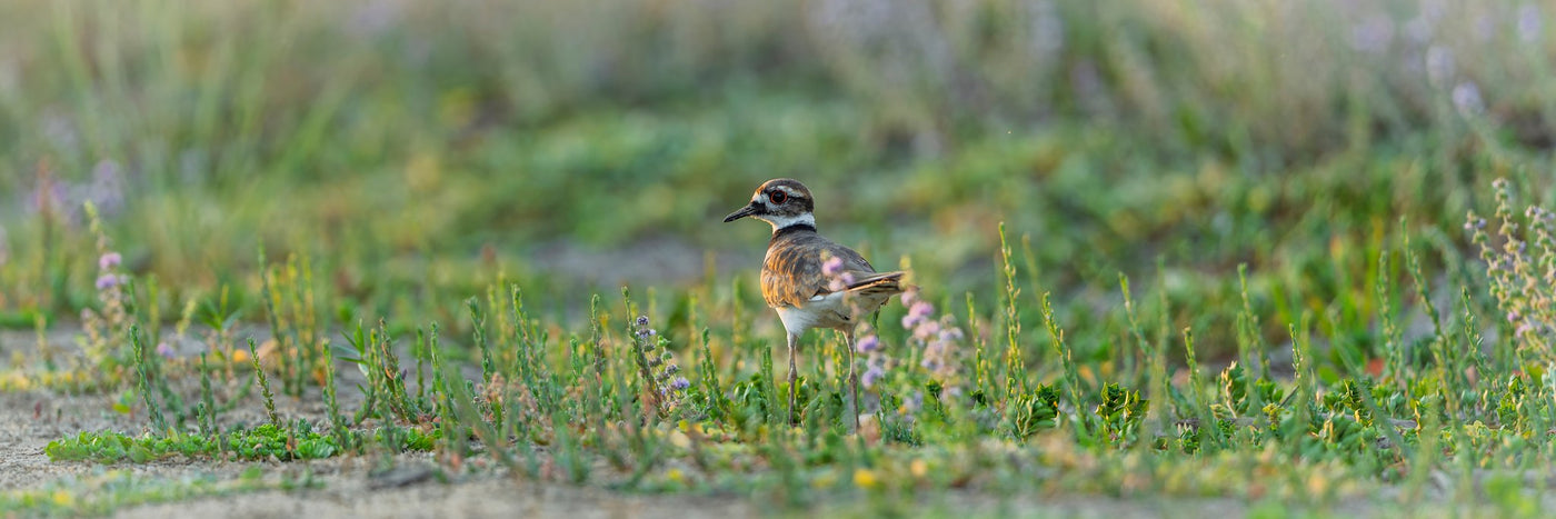 Killdeer 01