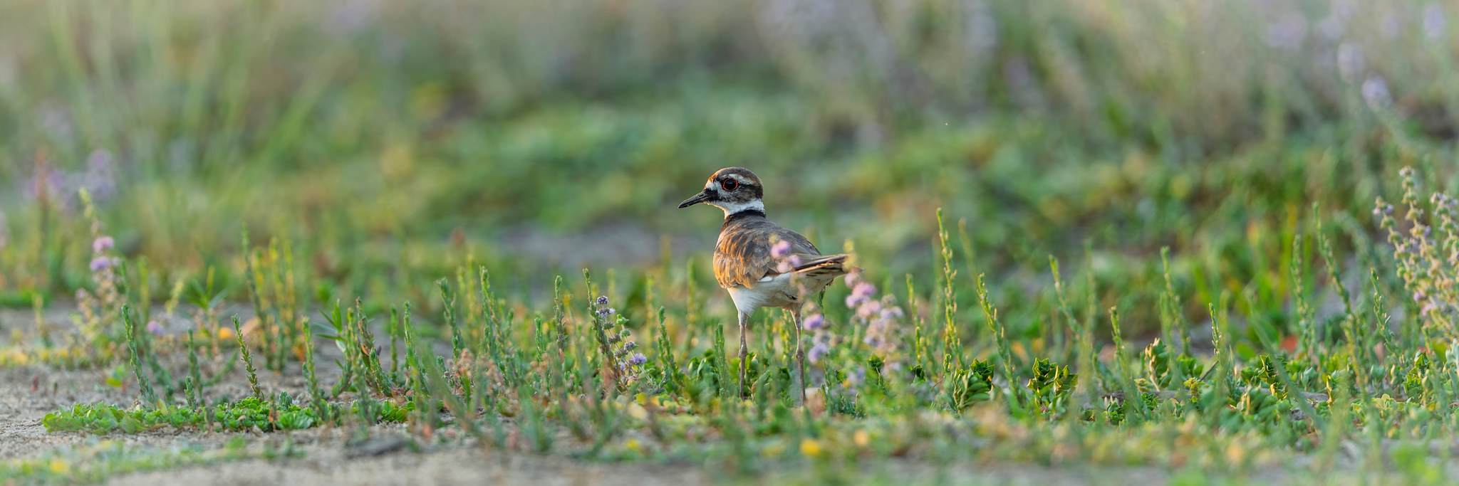 hm-killdeer-01