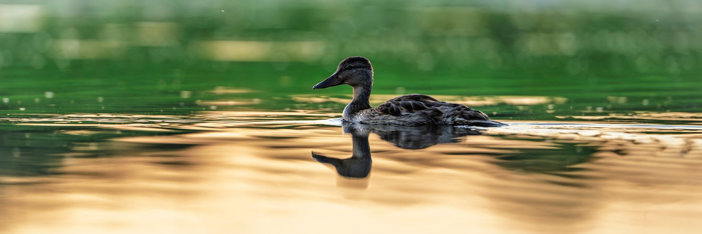 Mallard 01