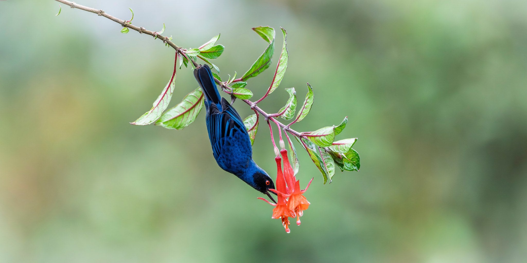 hs-masked-flowerpiercer-01