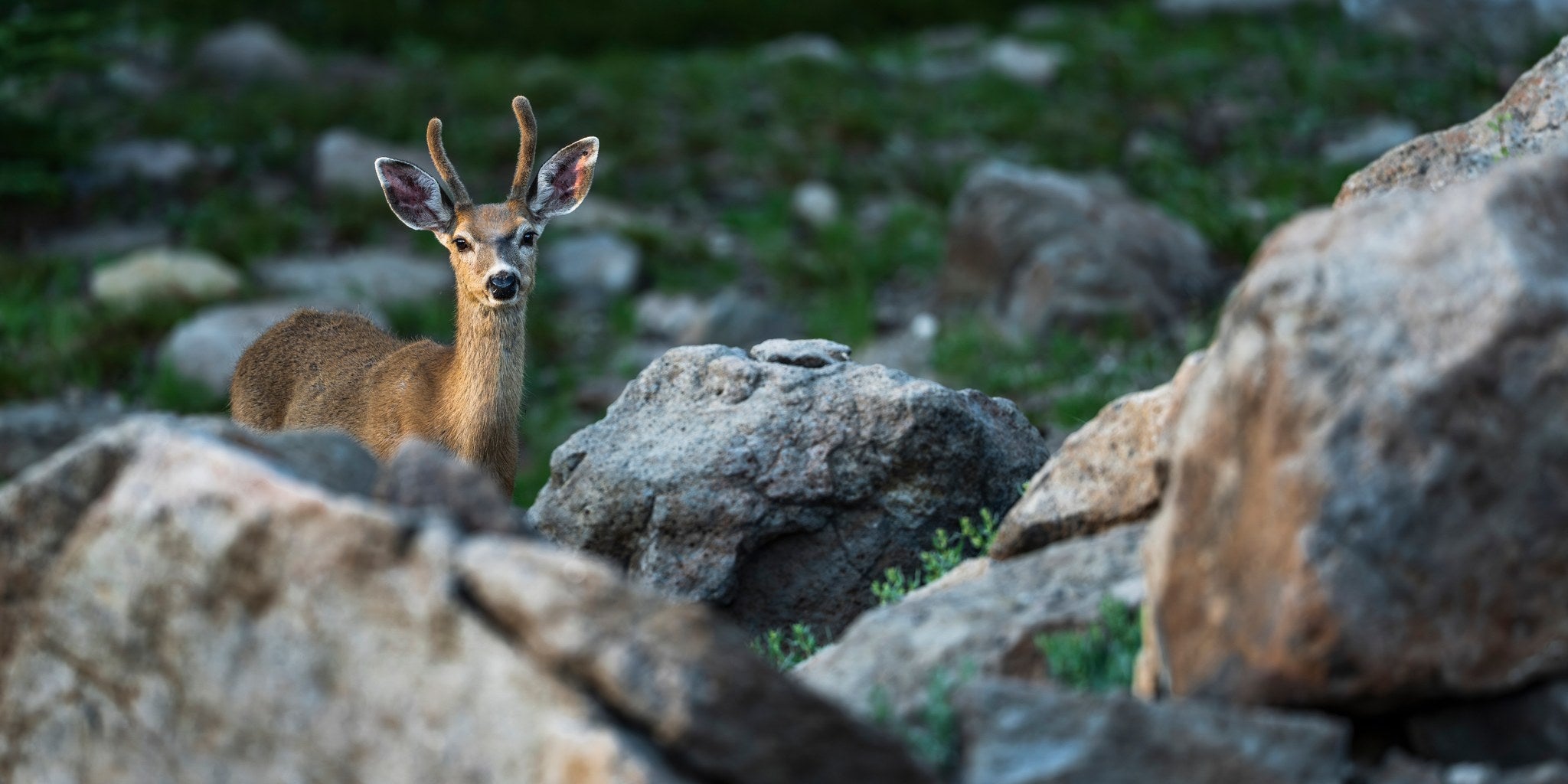 hs-mule-deer-01