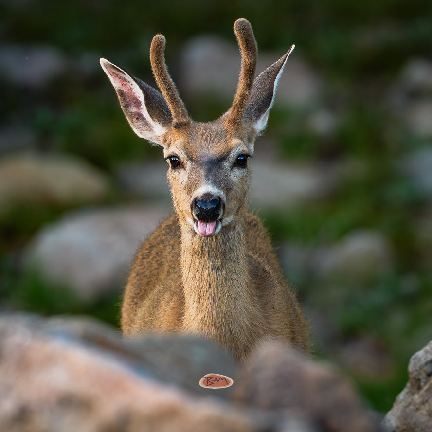 A wild MULE DEER appeared!