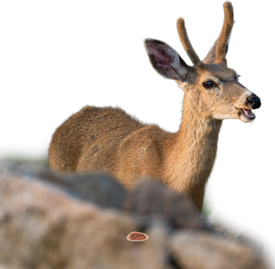 A wild MULE DEER appeared!