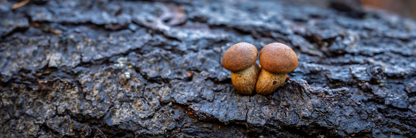 Mushroom 04