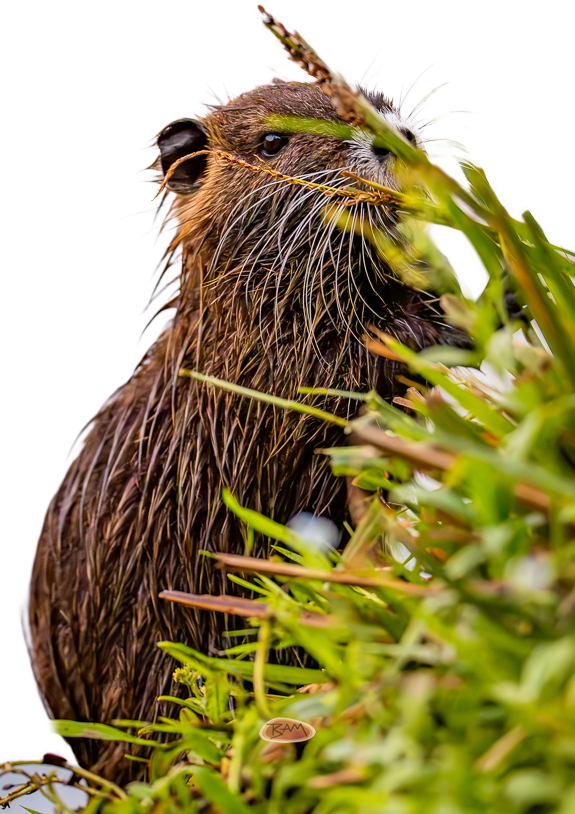 A wild NUTRIA appeared!