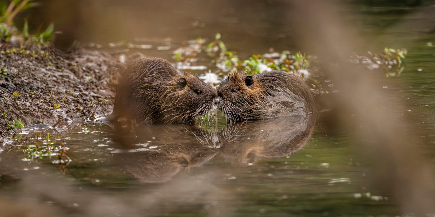 Nutria 01