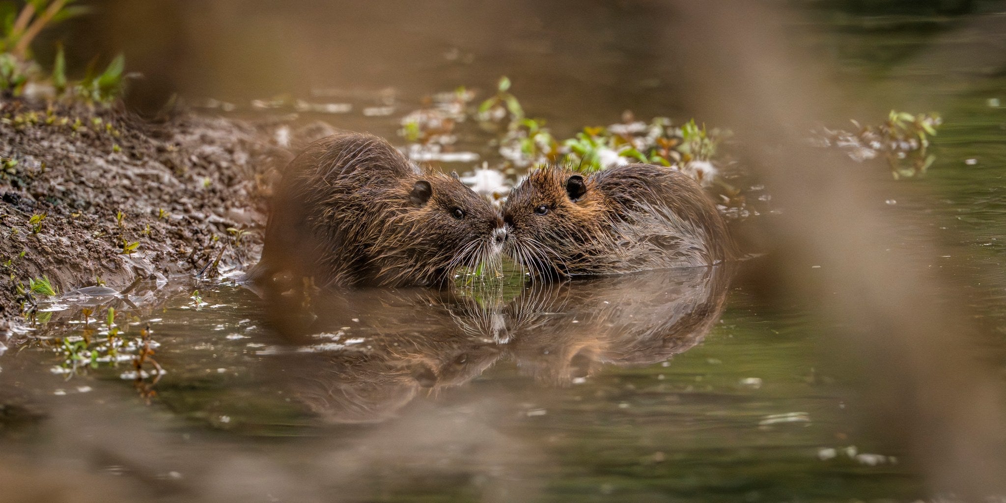hs-nutria-01