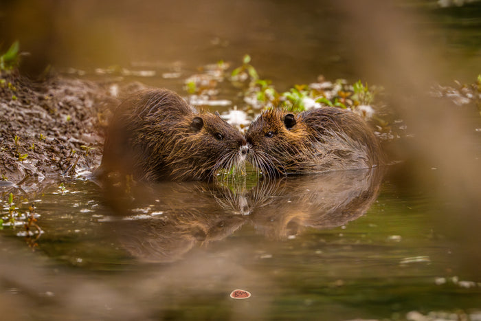 Nutria 01