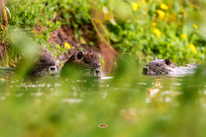 Nutria 05