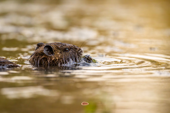 Nutria 06