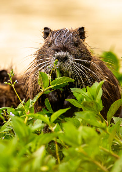 Nutria 07