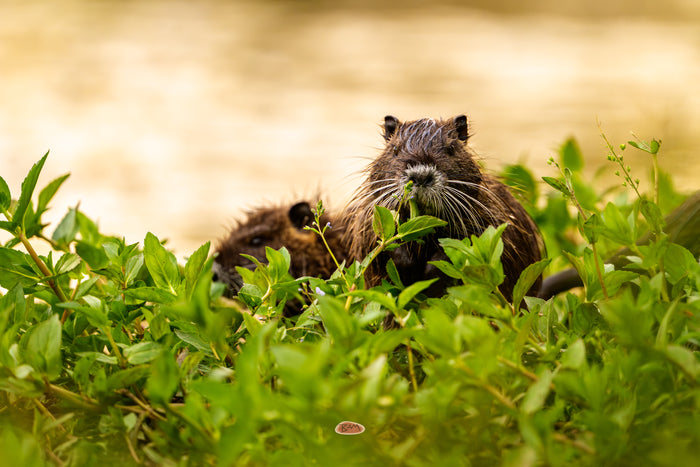 Nutria 07